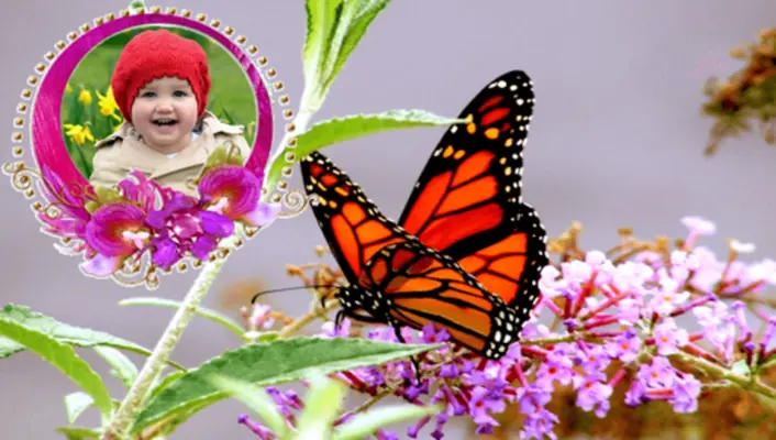 Butterfly Frames android App screenshot 2